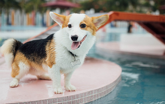 cute tricolor beagle sitting by the pool